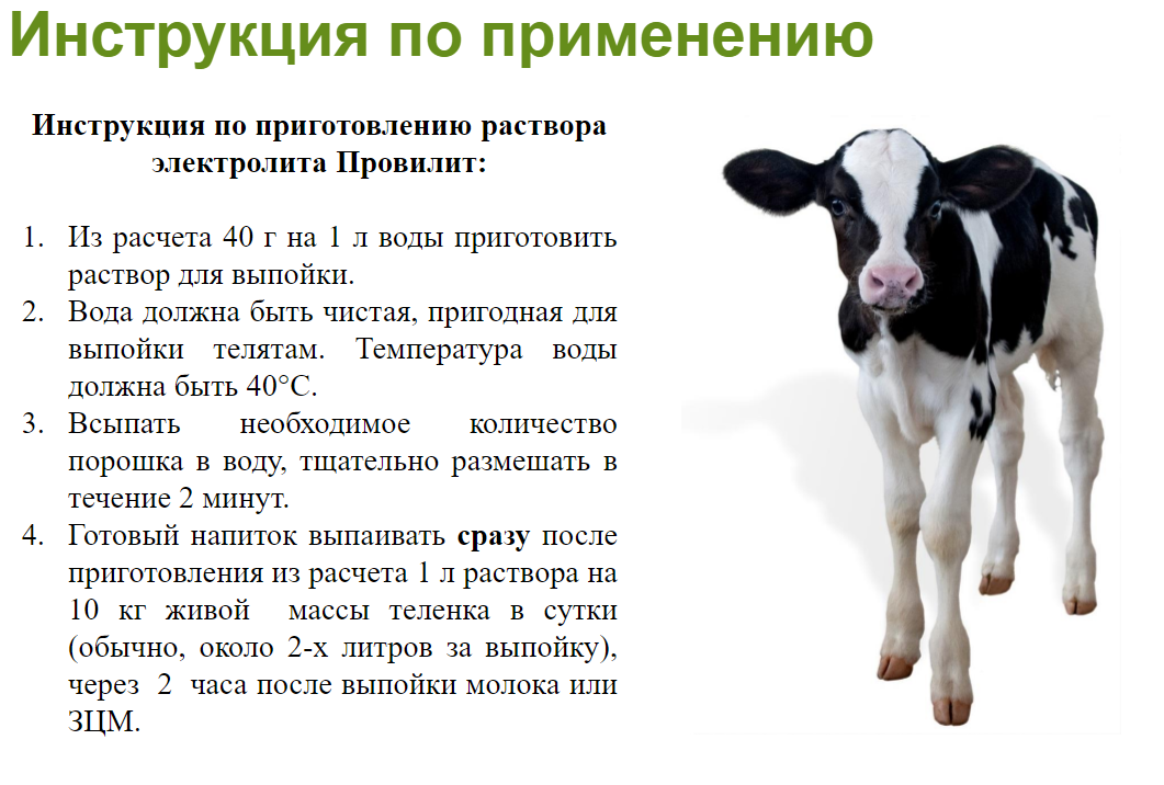 Месячному теленку сколько молока. Электролит для телят. Коровье молоко. Измерение температуры у коровы. Температура коровы.