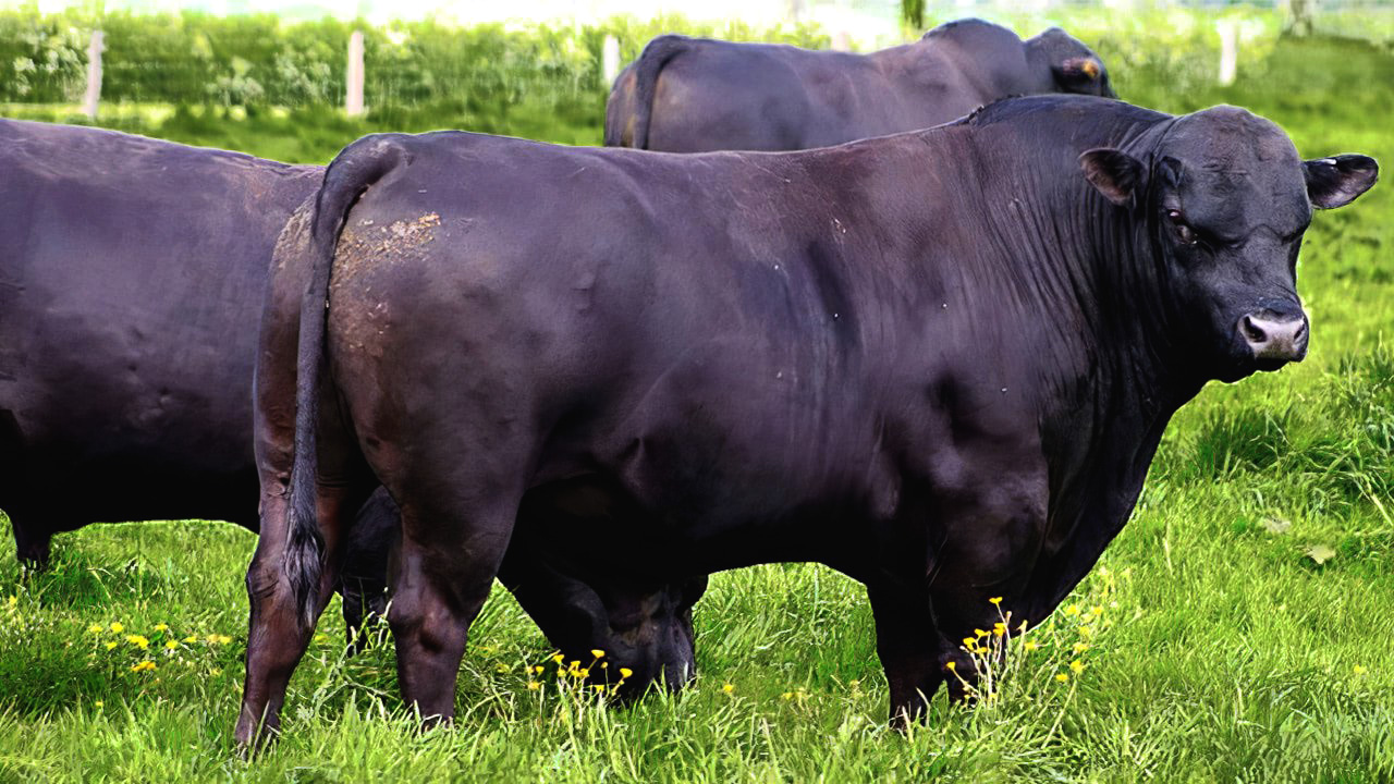 Обзор Абердин-ангусской породы коров