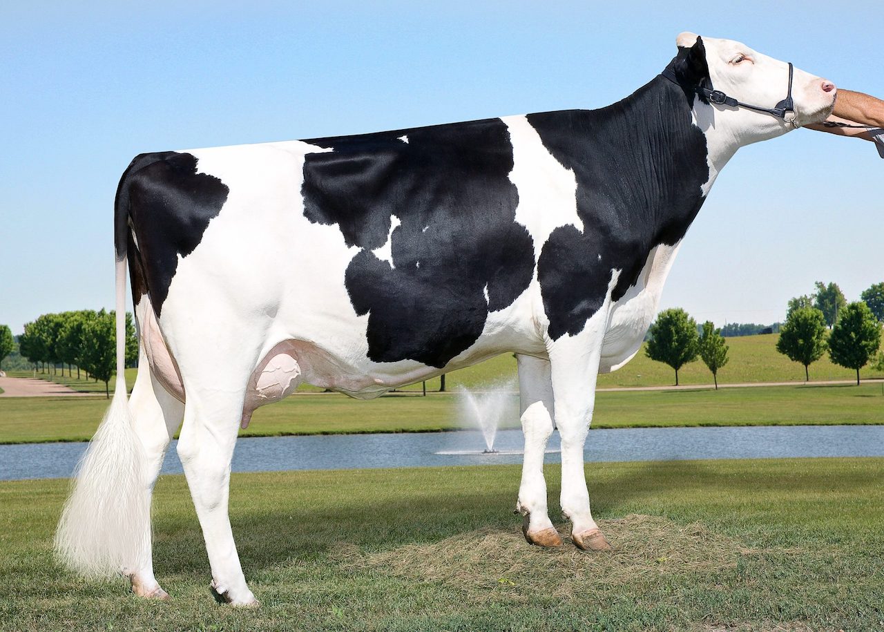 Обзор голштинской породы коров