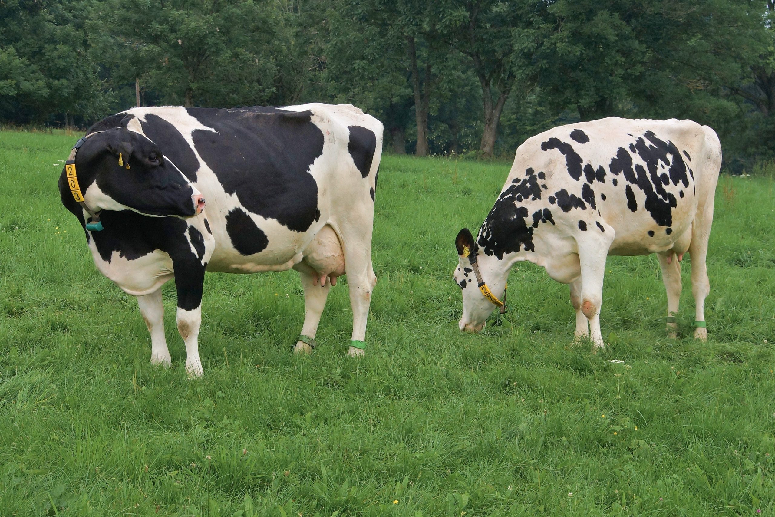 Голштино-фризкая порода коров обзор