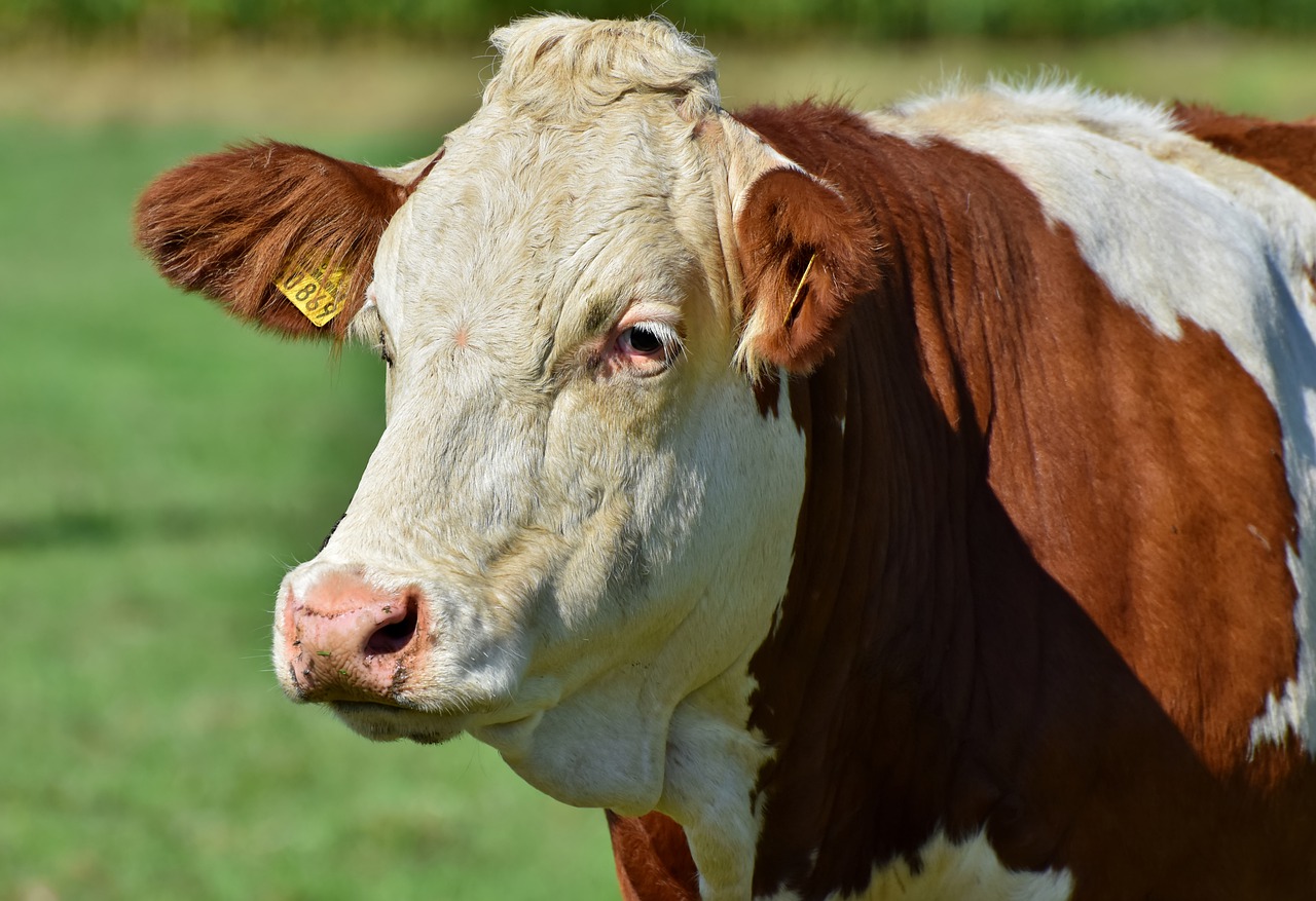 Обзор Герефордской породы коров