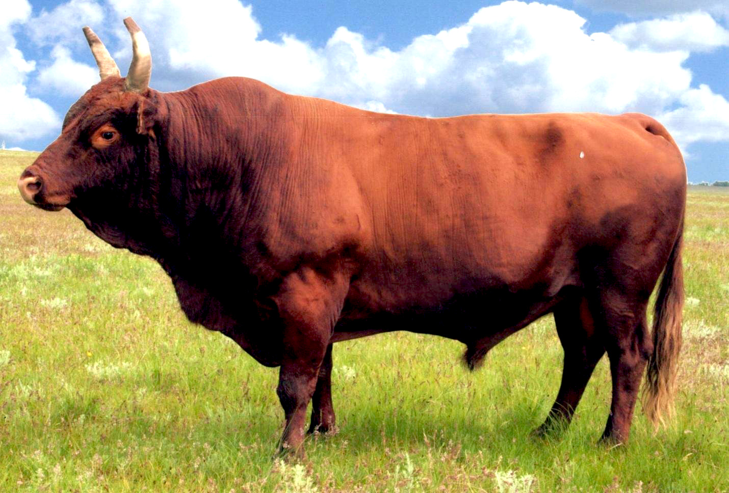 Обзор Калмыцкой породы коров