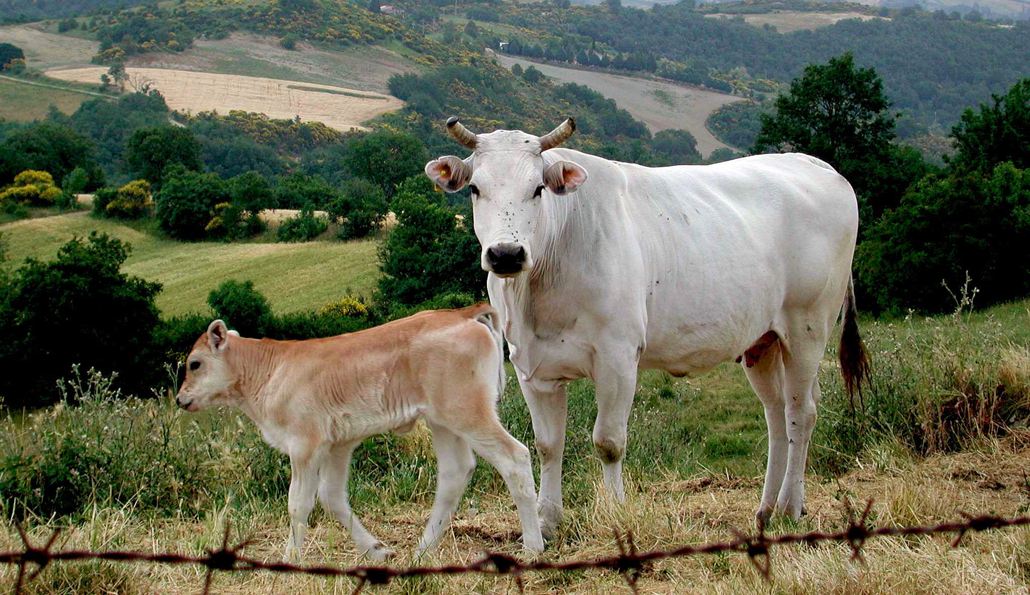 Обзор Кианской породы коров