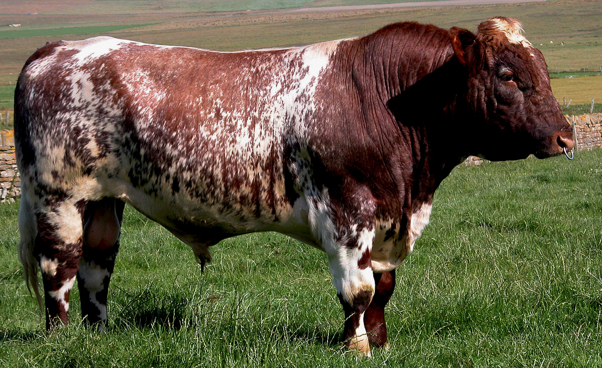 Обзор Шортгорнской породы коров
